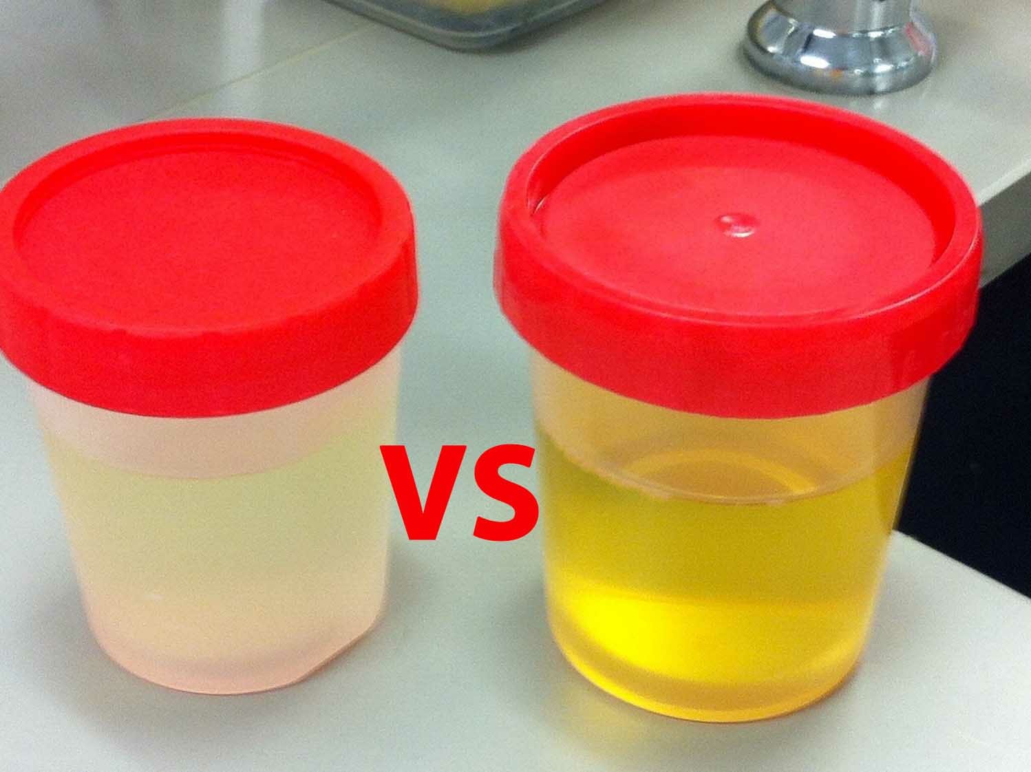 real and synthetic urine face off