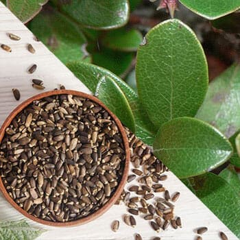 Ingredients of detoxify
