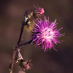 Blooming Thistle flower